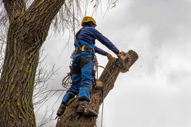 How Our Tree Care Process Works  in  Cedar Creek, TX